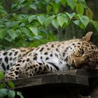 Amurleopard im Zoo Leipzig