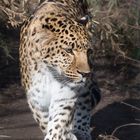 Amurleopard im Zoo Schöbrunn