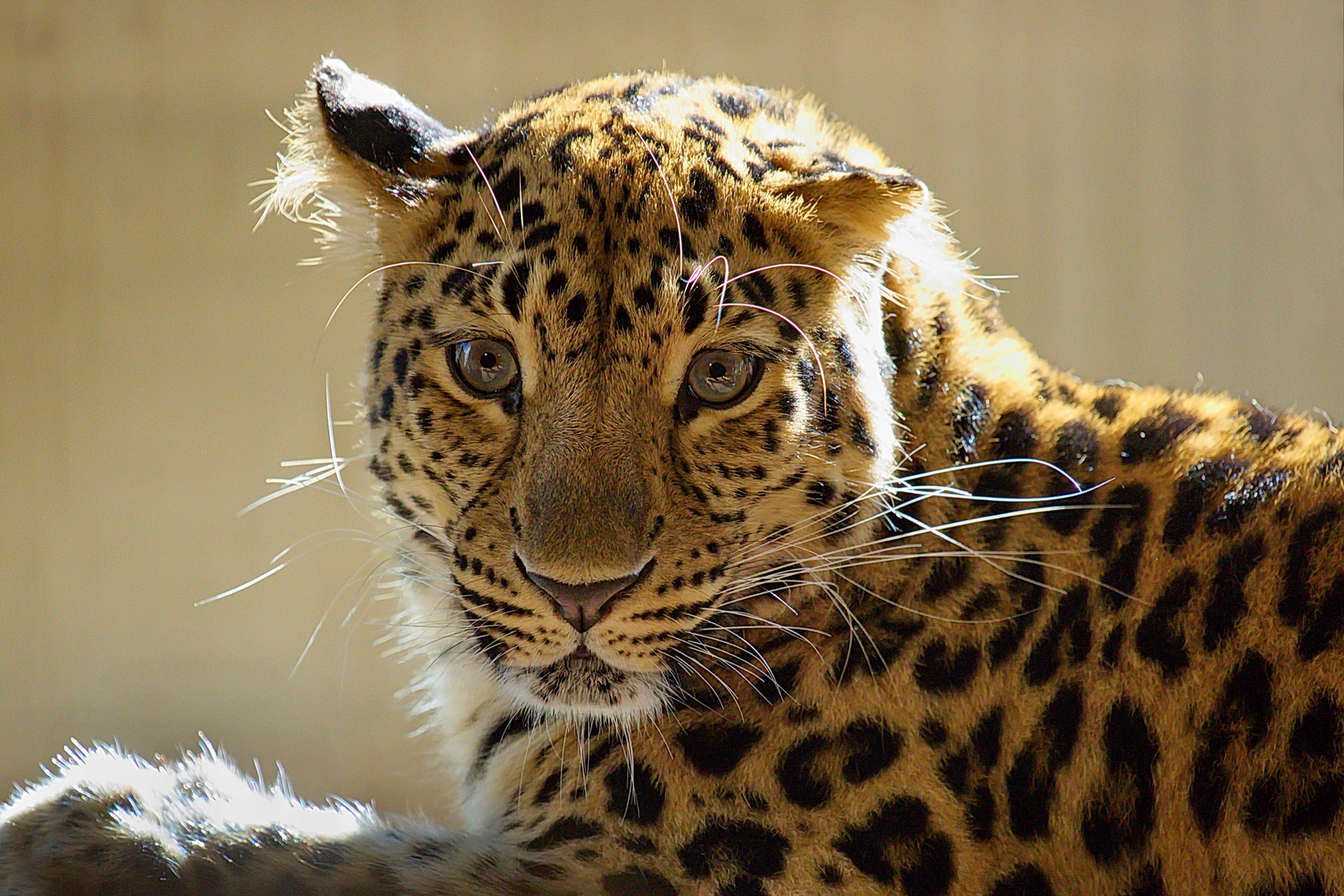 Amurleopard in Morgenstimmung