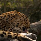 Amurleopard (Panthera pardus orientalis)