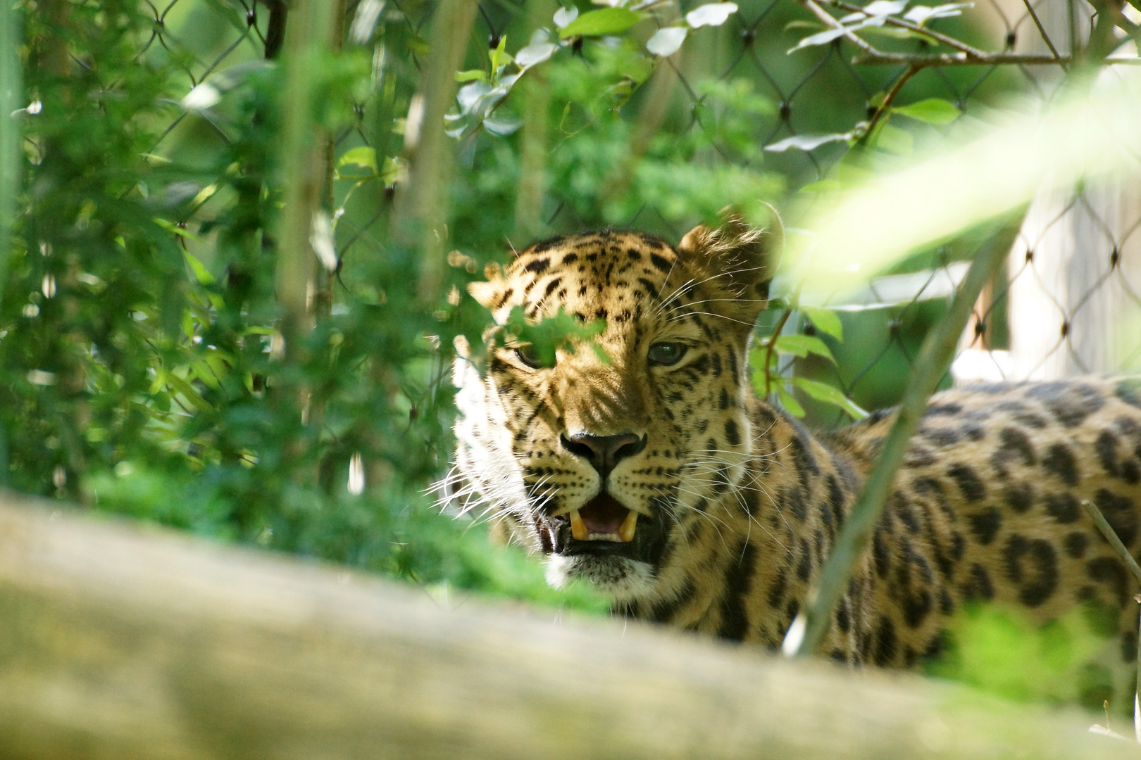 Amurleopard (Panthera pardus orientalis)