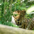 Amurleopard (Panthera pardus orientalis)