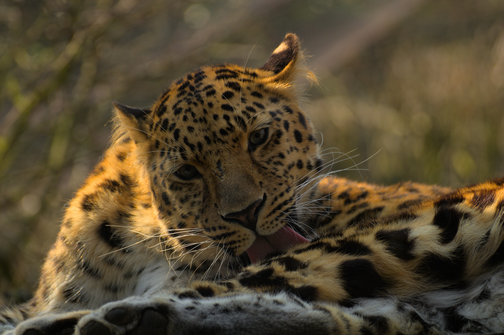 Amurleopard (Panthera pardus orientalis)