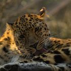 Amurleopard (Panthera pardus orientalis)