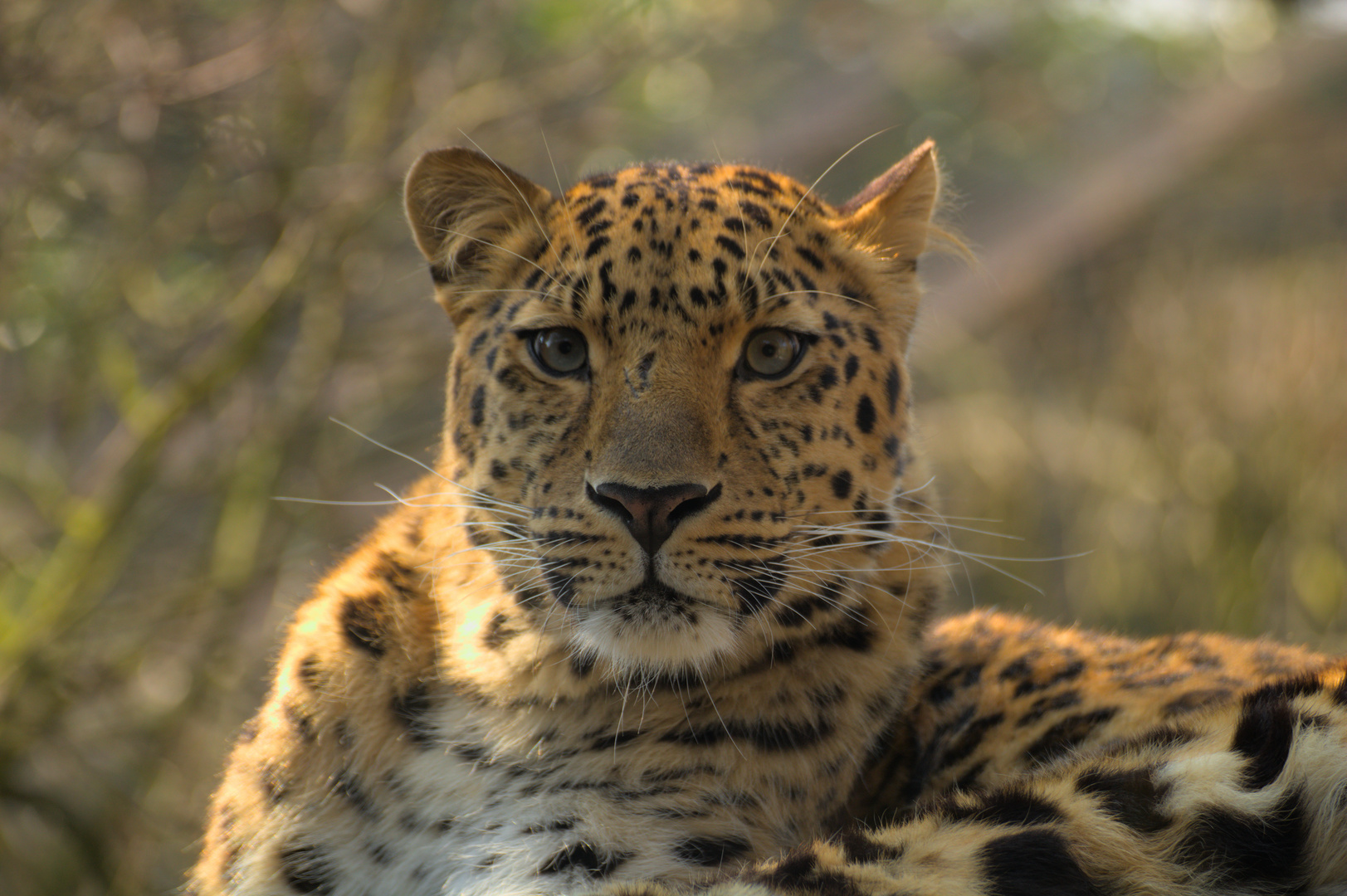 Amurleopard (Panthera pardus orientalis)