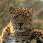 Amurleopard (Panthera pardus orientalis)