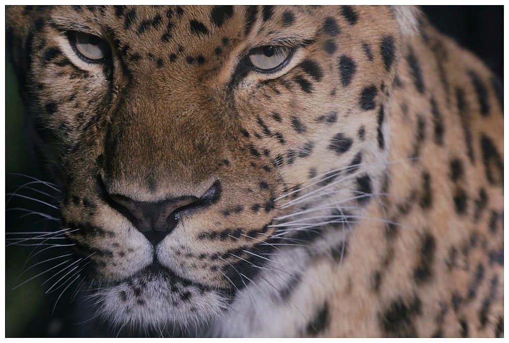 Amurleopard - Portrait