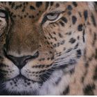 Amurleopard - Portrait