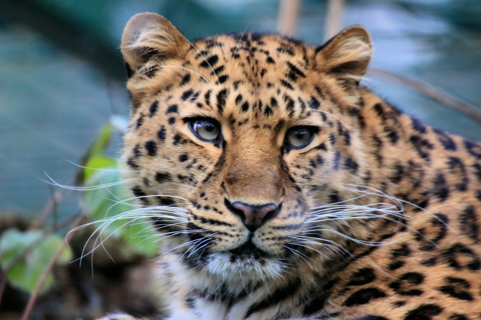 Amurleopard - Portrait - Zoo Dortmund