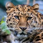 Amurleopard - Portrait - Zoo Dortmund