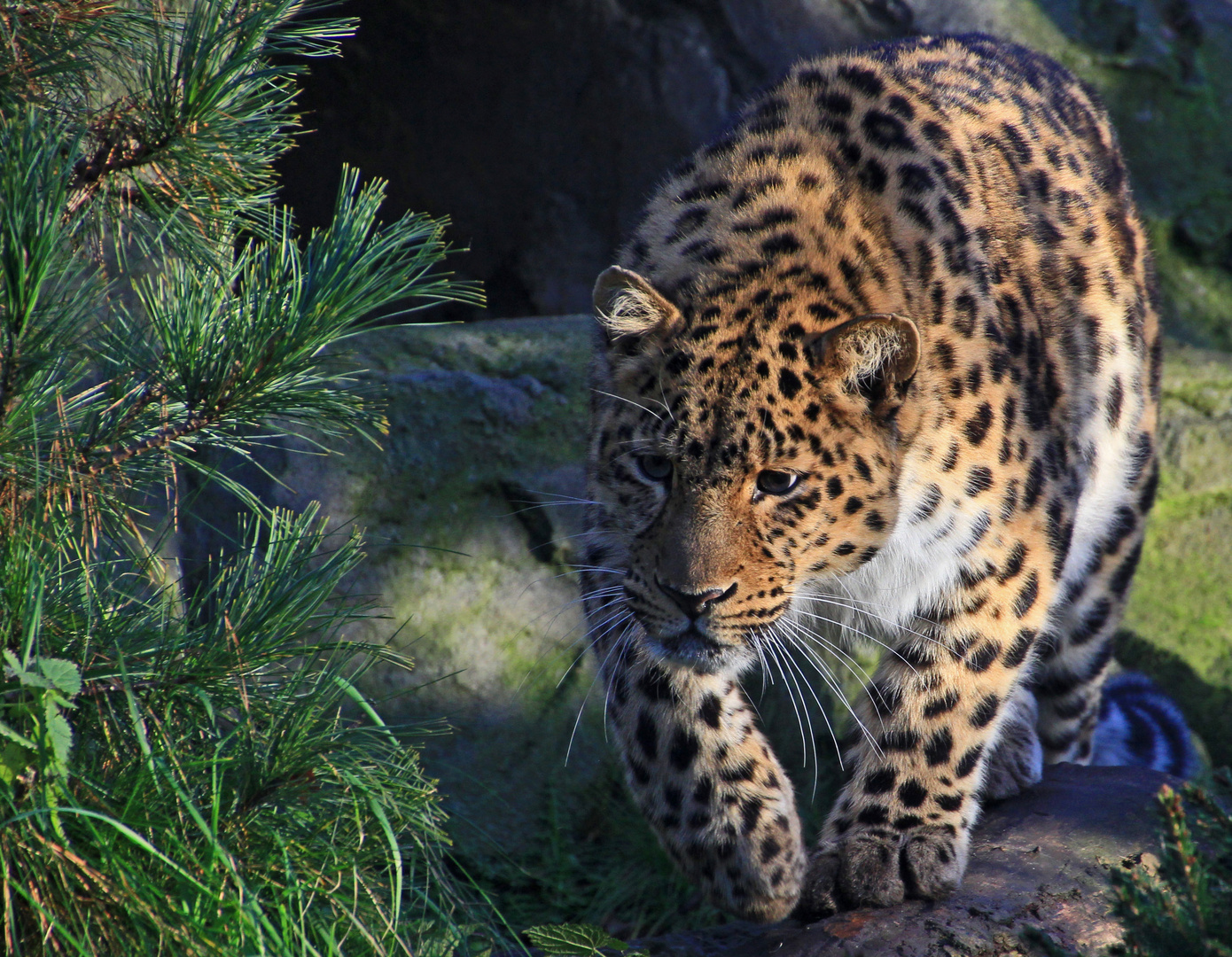 Amurleopard, Zoo Leipzig