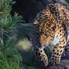 Amurleopard, Zoo Leipzig