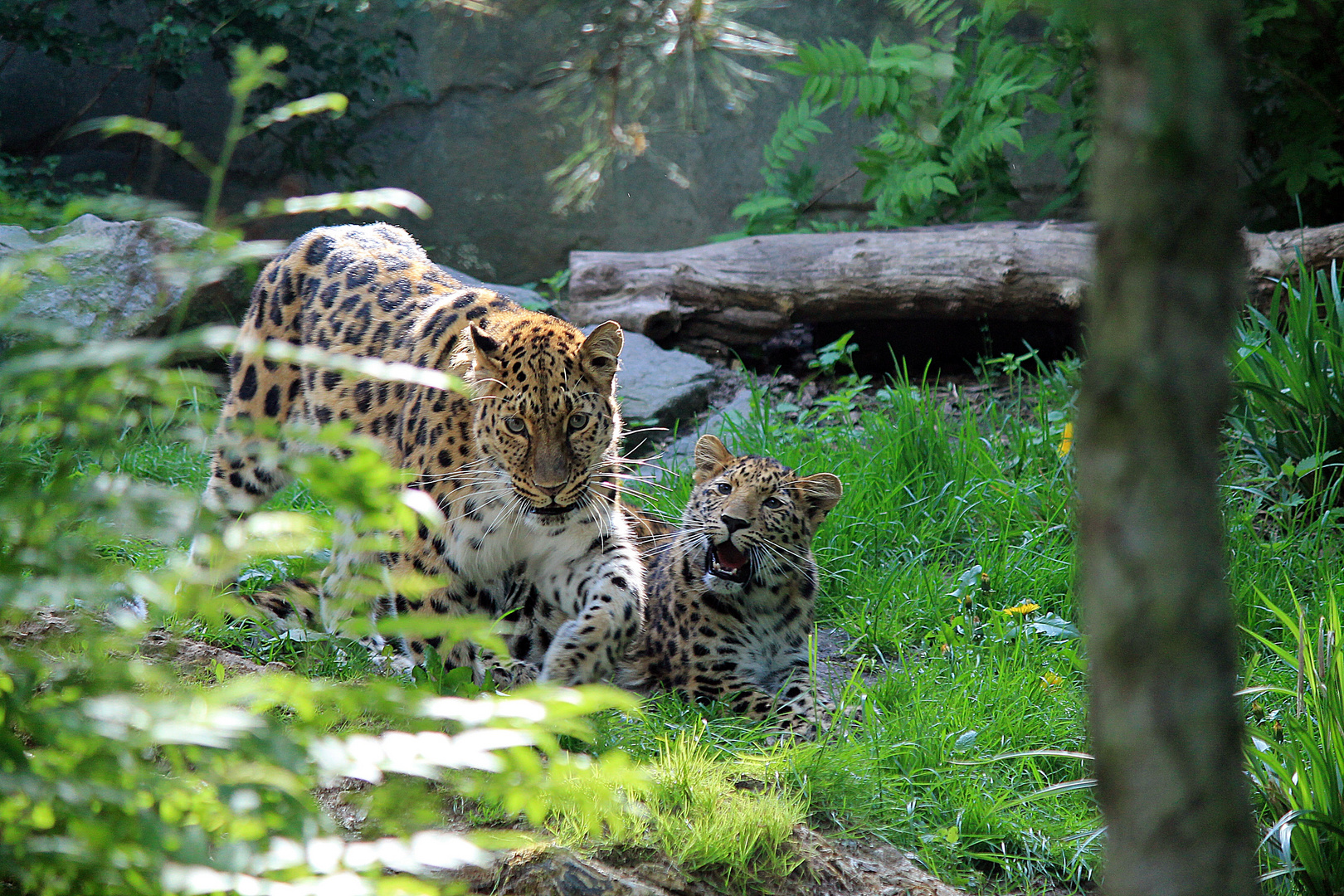 Amurleopardin Mia mit Tochter Manju