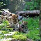 Amurleopardin Mia mit Tochter Manju