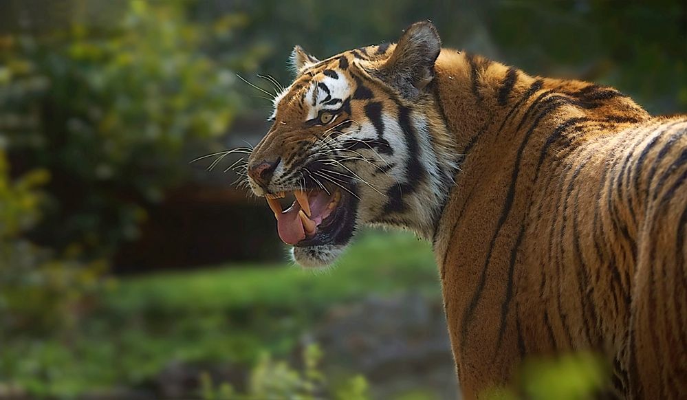 Amurtiger Foto & Bild tiere, natur Bilder auf