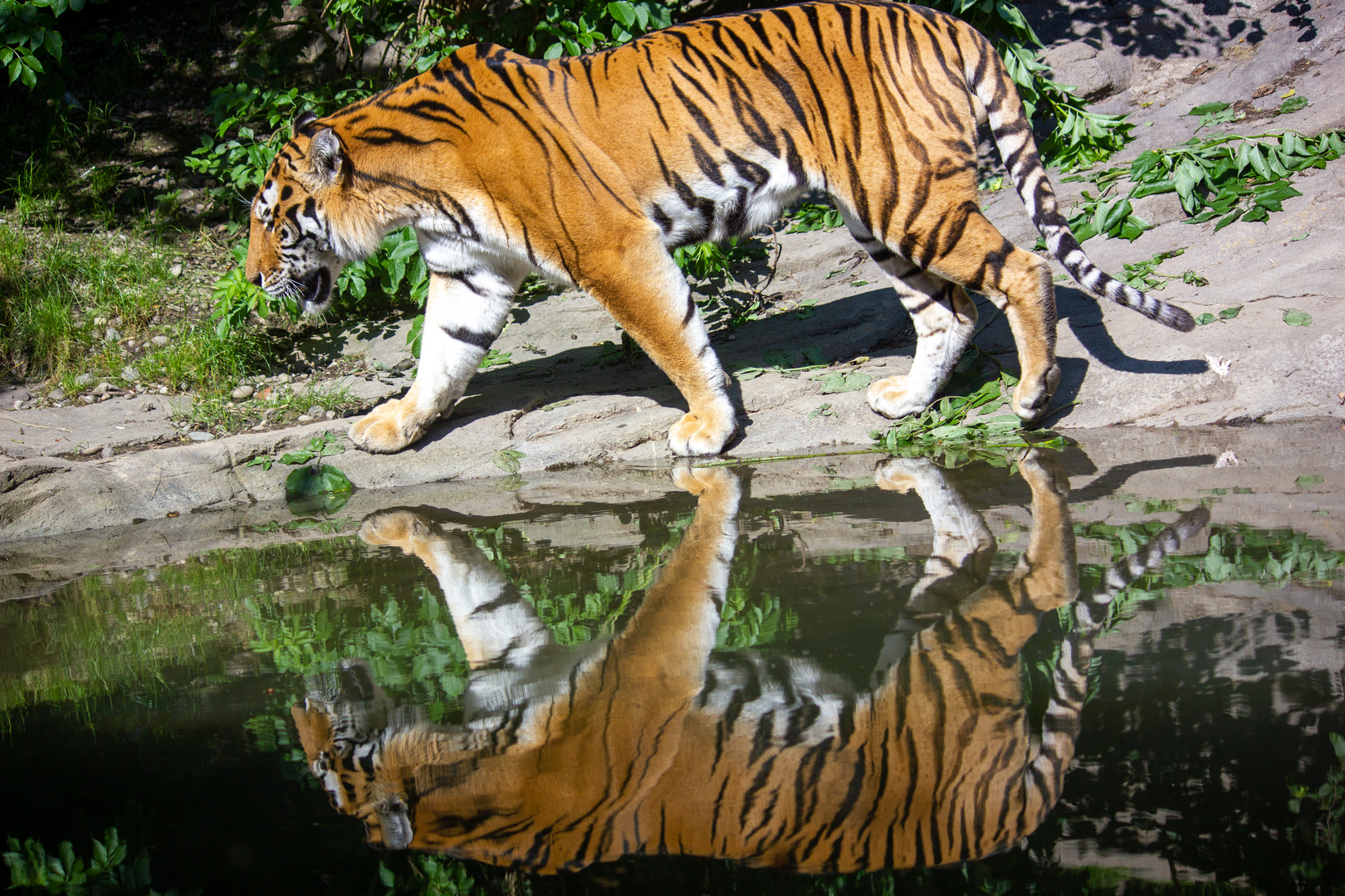 Amurtiger Foto & Bild tiere, zoo, wildpark & falknerei, natur Bilder