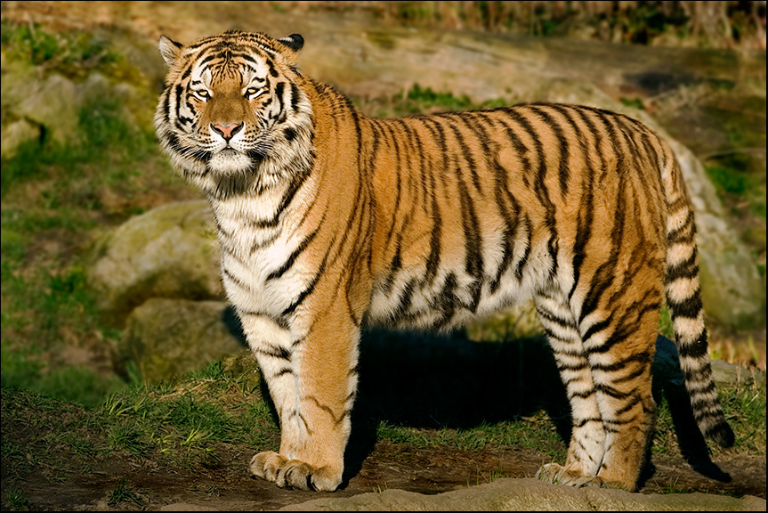 Amurtiger