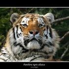 Amurtiger