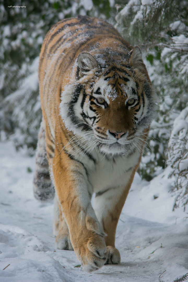 Amurtiger auf Pirsch