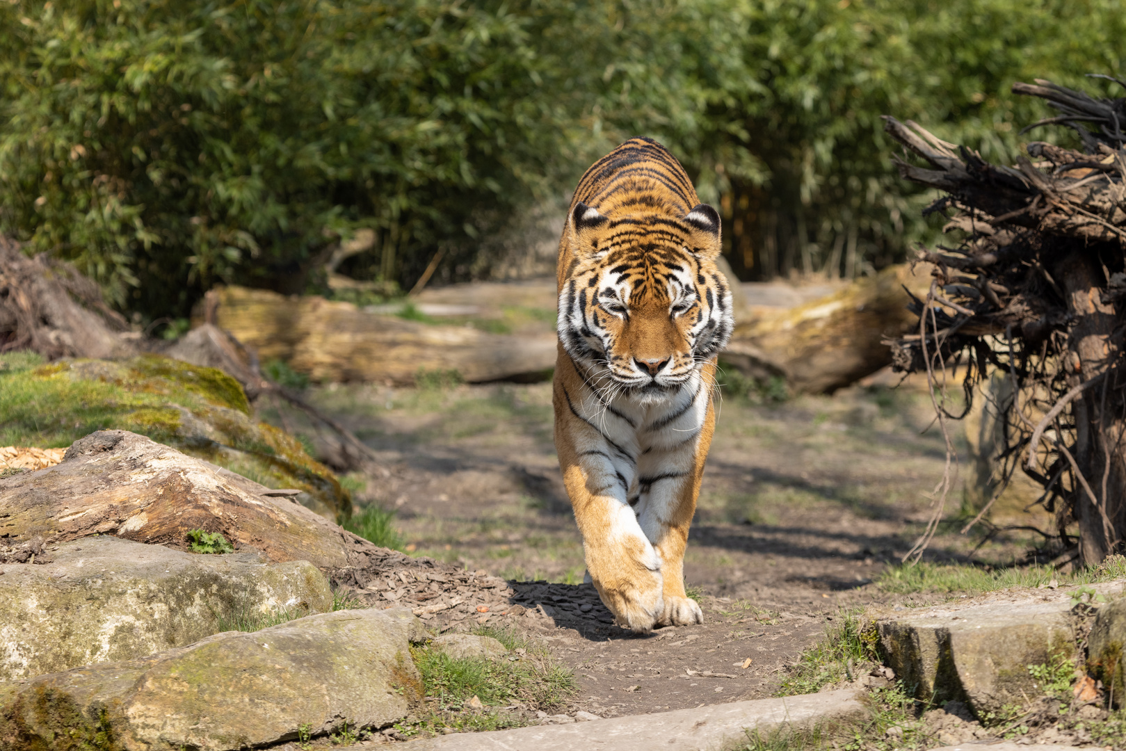 Amurtiger