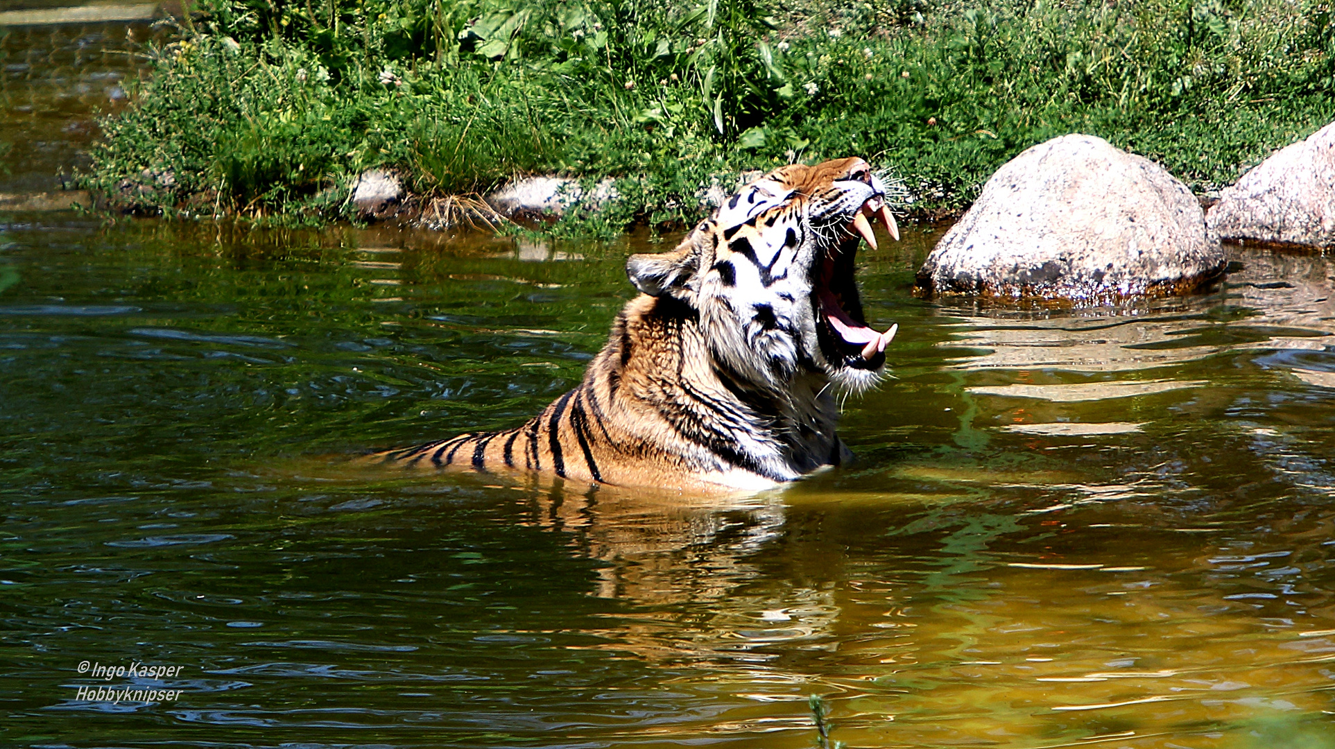 Amurtiger beim Baden