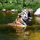 Amurtiger beim Baden