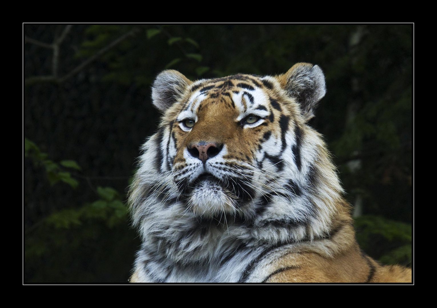 Amurtiger Coto im Zürich Zoo