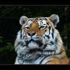 Amurtiger Coto im Zürich Zoo