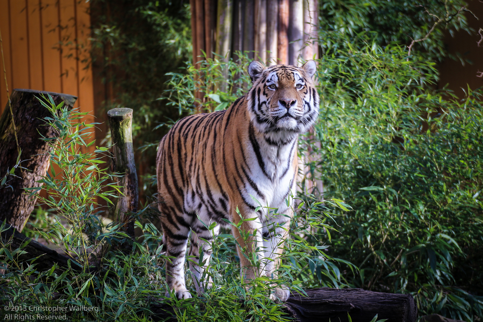 Amurtiger hält Ausschau