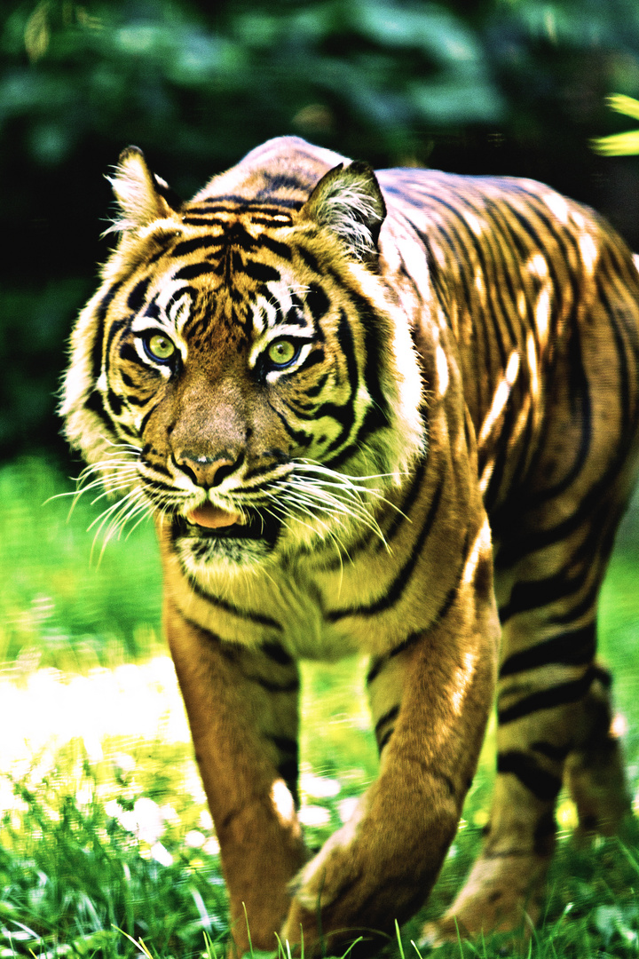 Amurtiger im Heidelberger Zoo 2011