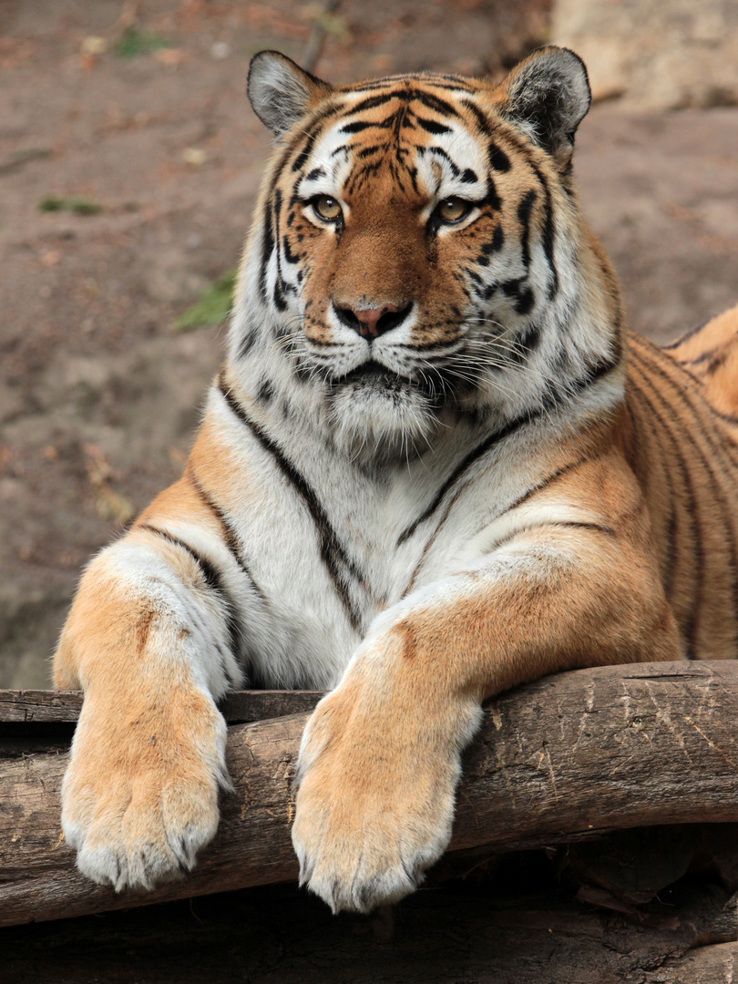 Amurtiger im Leipziger Zoo