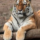 Amurtiger im Leipziger Zoo