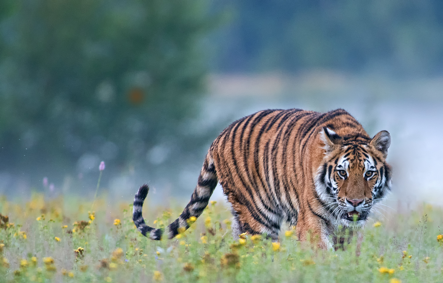 Amurtiger im Morgennebel