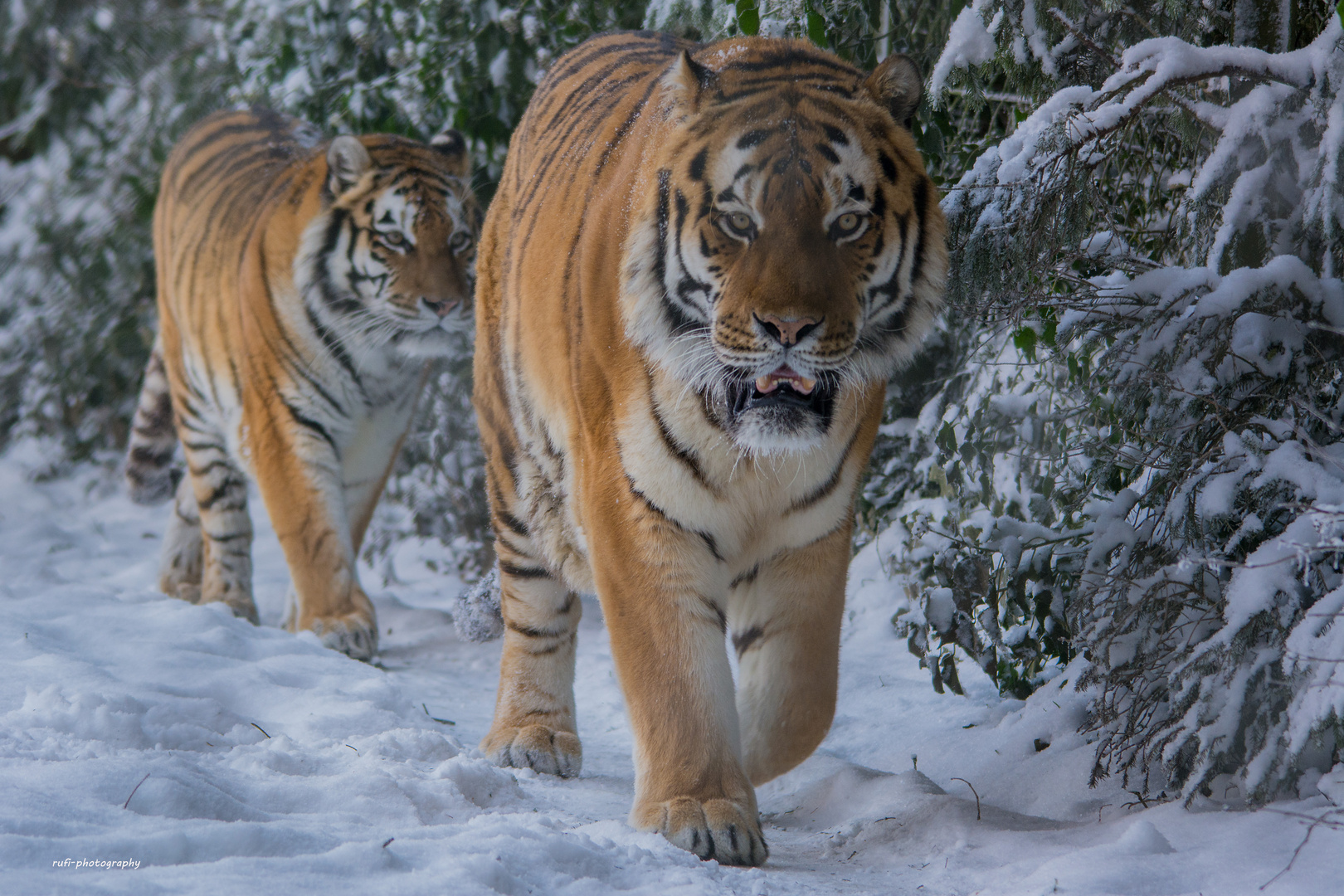 Amurtiger im Schnee