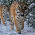 Amurtiger im Schnee