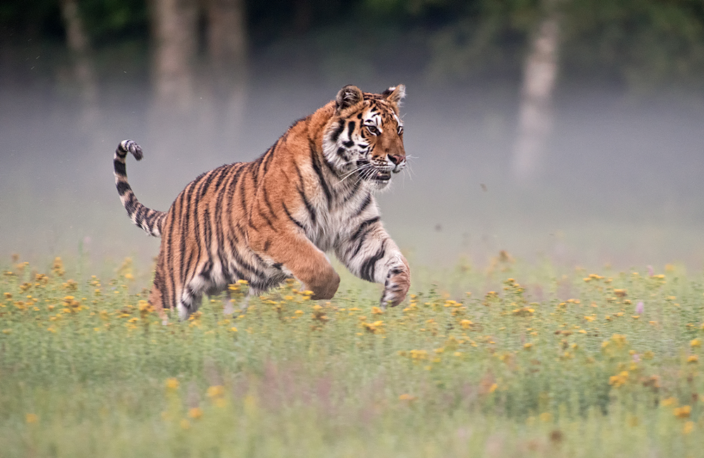 Amurtiger im Sprung