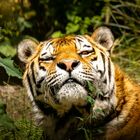 Amurtiger im Zoo Leipzig