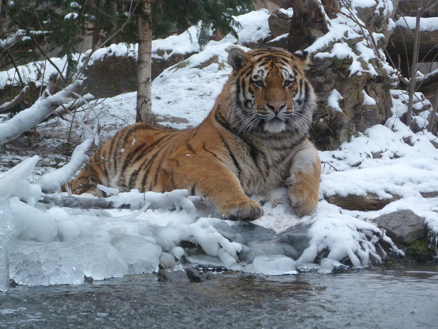 Amurtiger im Zoo Leipzig