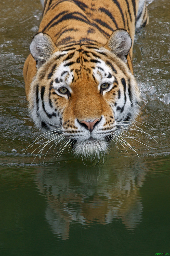 Amurtiger im Zoo Wuppertal