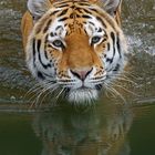 Amurtiger im Zoo Wuppertal