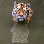 Amurtiger Manu bei schwimmen