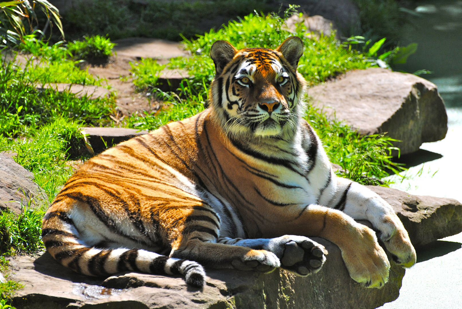 Amurtiger (Panthera tigris altaica)