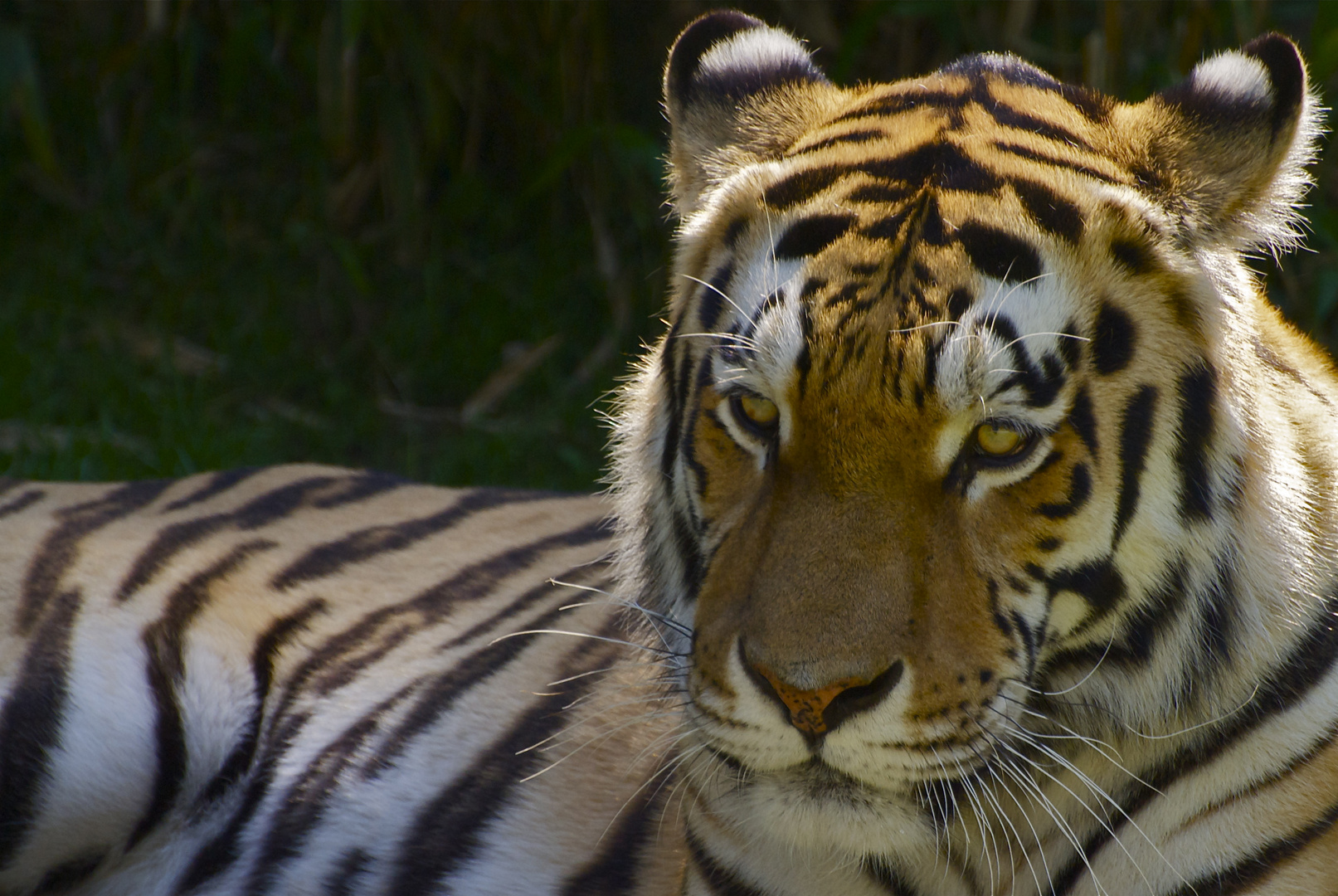 Amurtiger (Panthera tigris altaica)