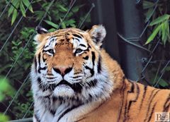 Amurtiger (Panthera tigris altaica)