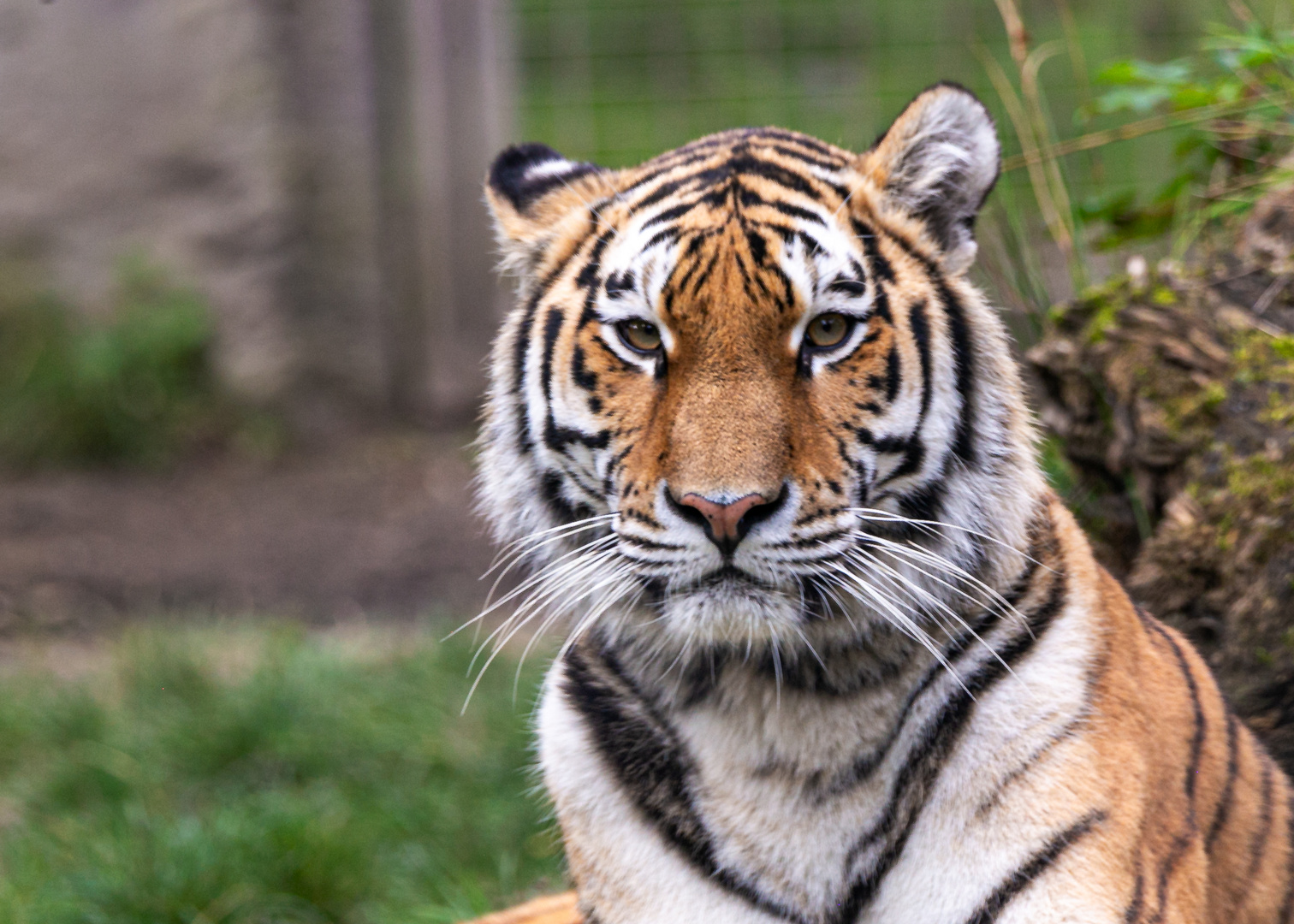 Amurtiger Raya hat den Durchblick