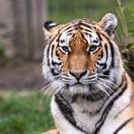 Amurtiger Raya hat den Durchblick