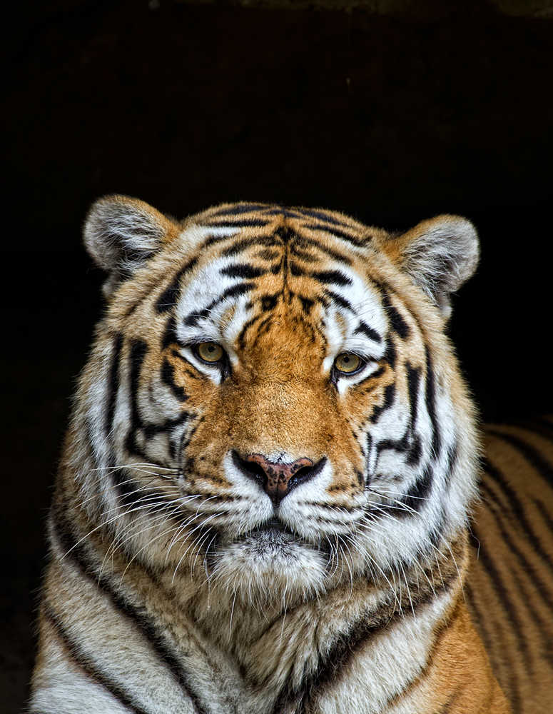 Tiger Bilder Tiger Bilder