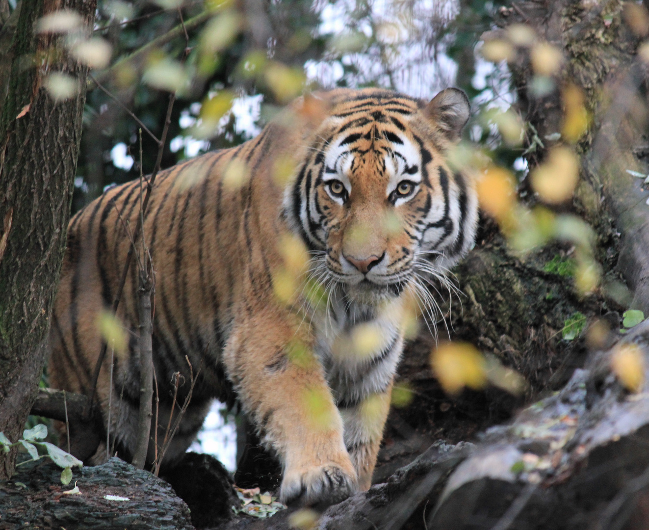 Amurtiger (Sibirischer Tiger) Zoo Duisburg