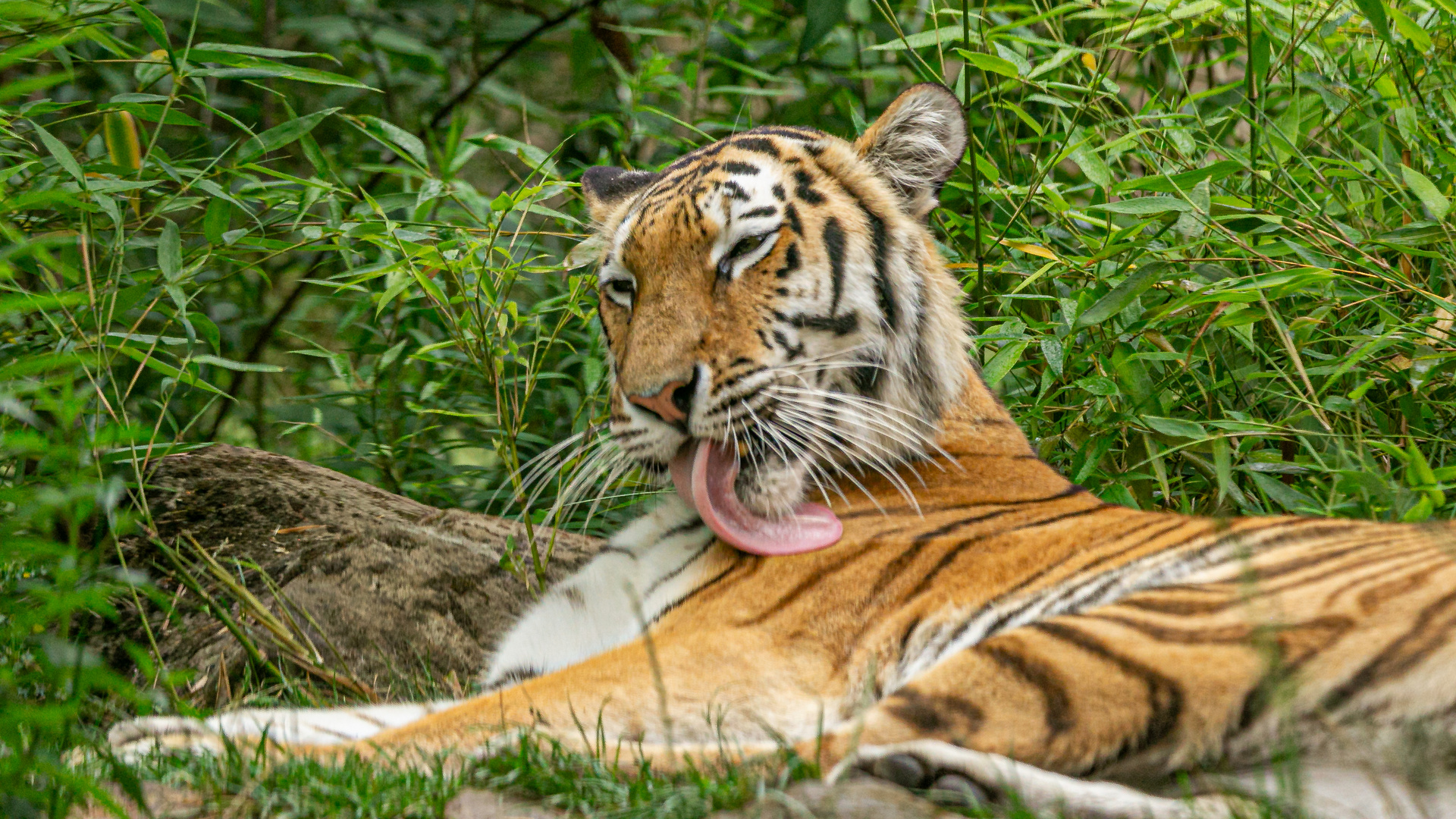 Amurtiger Tamika beim putzen