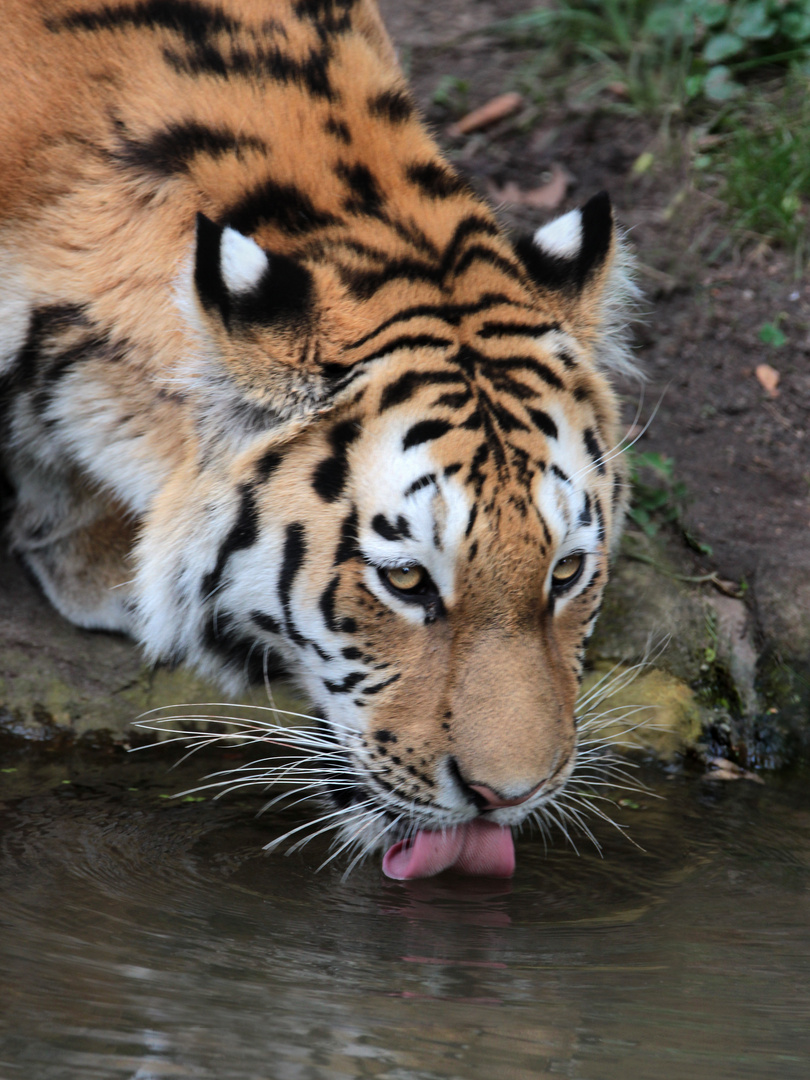 Amurtiger (Zoo Leipzig)